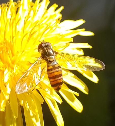 Marmalade Hover Fly