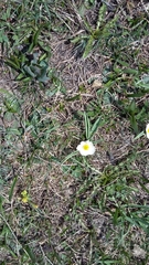 Ranunculus kuepferi