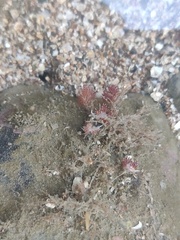 Cratena pawarshindeorum