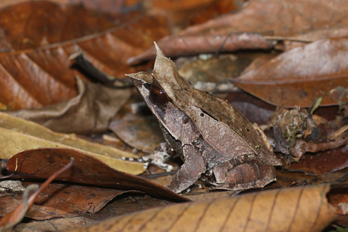 Megophrys nasuta observed 2026-09-24