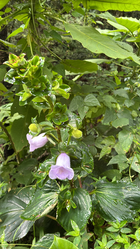 Gloxinia perennis observed 2026-10-04