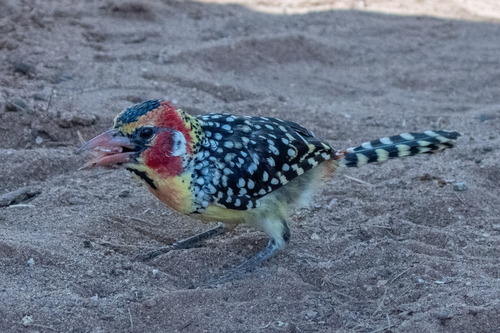 iNaturalist image