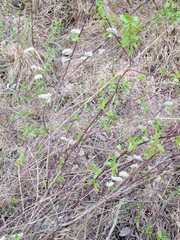 Salix pseudomonticola
