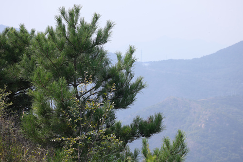 Pinus tabuliformis observed 2026-10-03