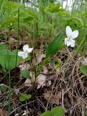 Viola accrescens