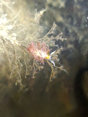 Cratena pawarshindeorum