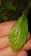Phytomyza erigerophila