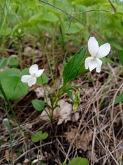 Viola accrescens