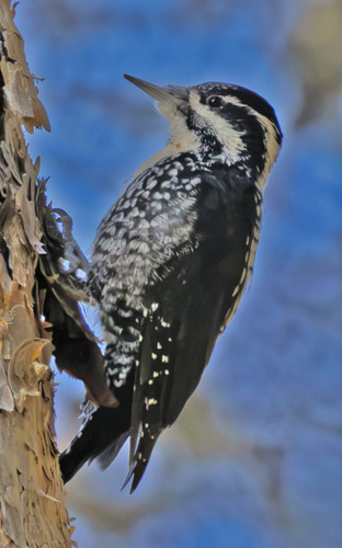 Eurasian Three-toed Woodpecker