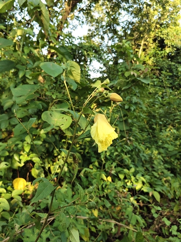 Abelmoschus moschatus observed 2026-10-04