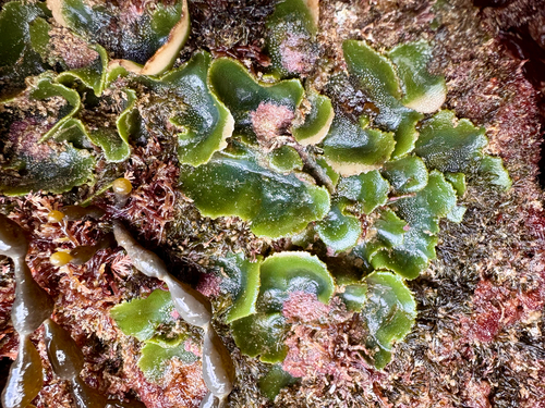 Dictyosphaeria observed 2026-10-04