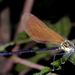 Copperwings and Allies - Photo (c) Charles Lam, some rights reserved (CC BY-SA)