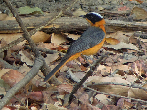 Snowy-crowned Robin-Chat