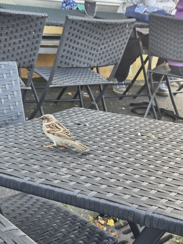House Sparrow