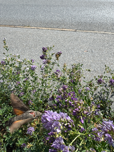 Eurasian Hummingbird Hawkmoth