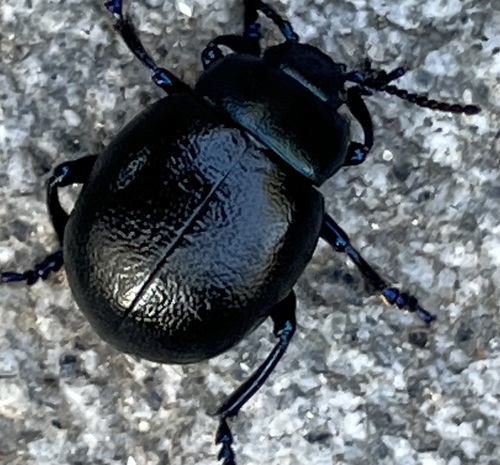 Lesser Bloody-nosed Beetle