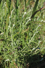 Helichrysum natalitium