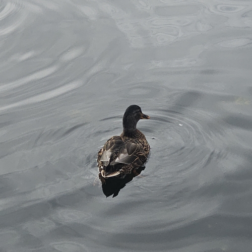 Mallard