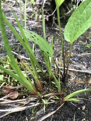 Xyris tennesseensis