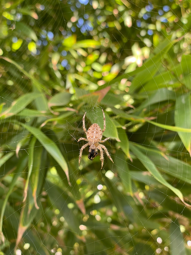 Cross Orbweaver