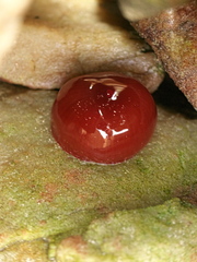 Actinia ebhayiensis