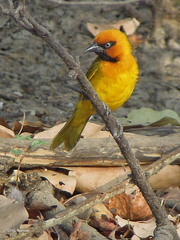 Ploceus brachypterus