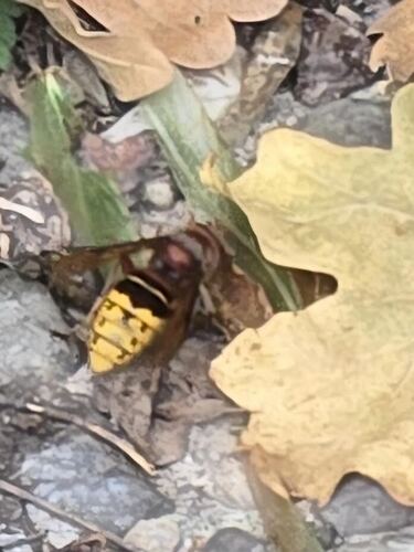 European Hornet