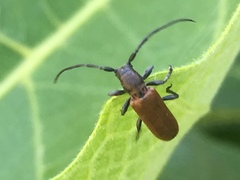 Anaesthetis testacea