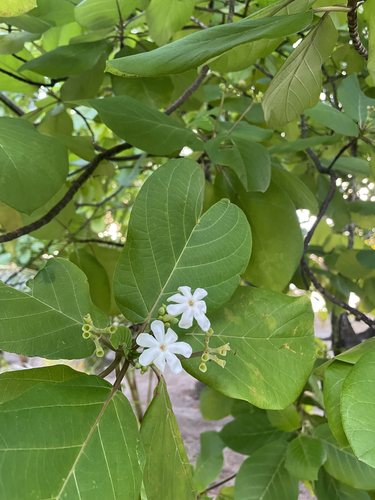 Guettarda speciosa observed 2026-10-04