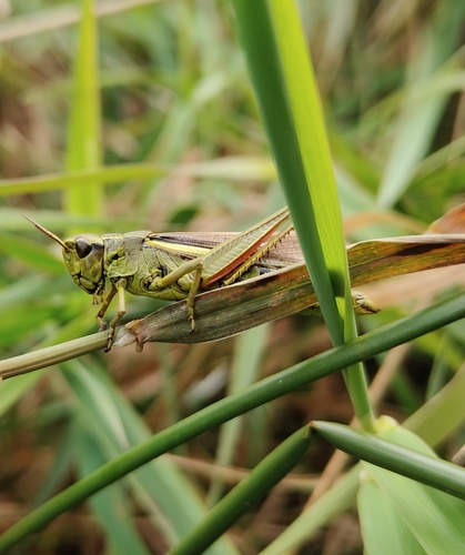Large Marsh Grasshopper