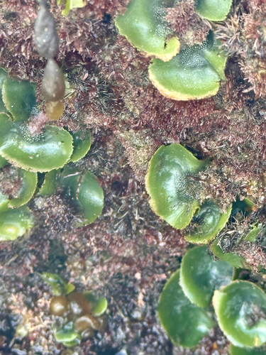 Dictyosphaeria observed 2026-10-04
