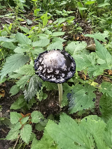 Shaggy Mane