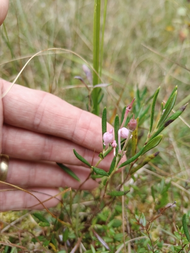Wild Rosemary