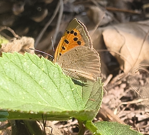 Small Copper