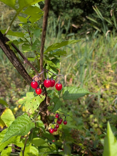 bittersweet nightshade