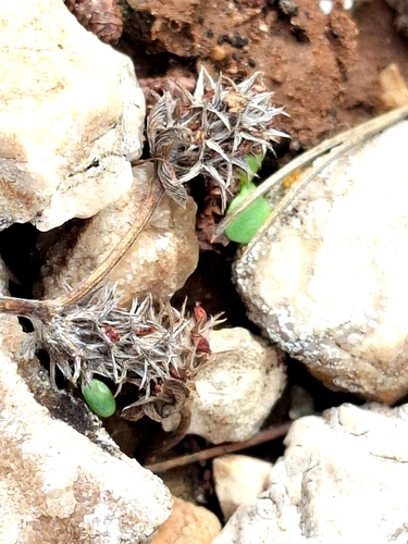 Trifolium scabrum observed 2026-10-04
