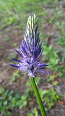 Phyteuma persicifolium