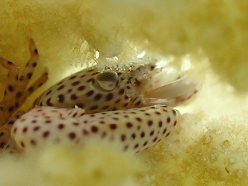 Trapezia tigrina observed 2026-07-19