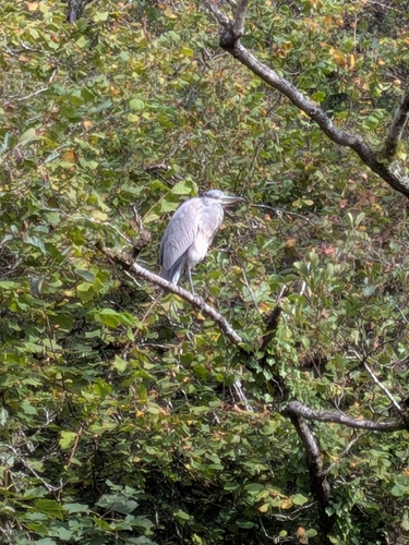 Grey Heron