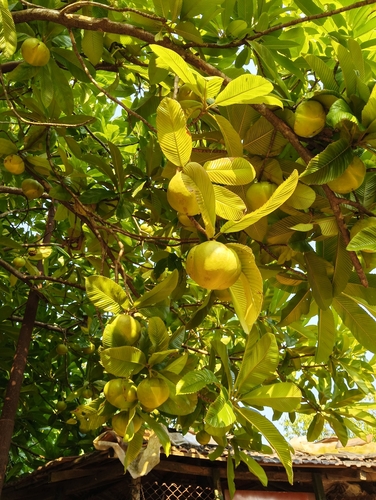 Dillenia indica observed 2026-10-04