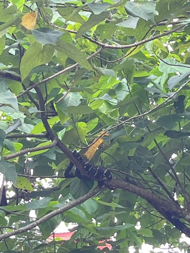 Western Mangrove Cat Snake