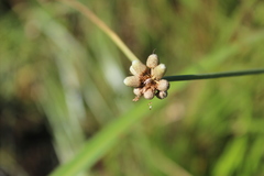 Cyperus albescens