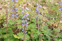 Lupinus perennis