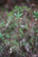 Piptanthus nepalensis