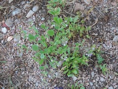 Erodium chium