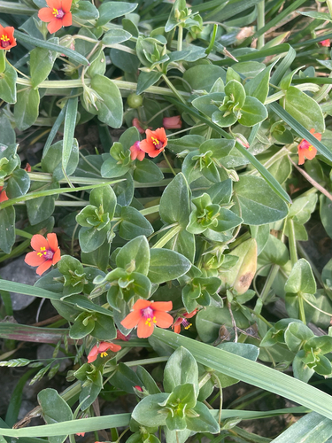 scarlet pimpernel