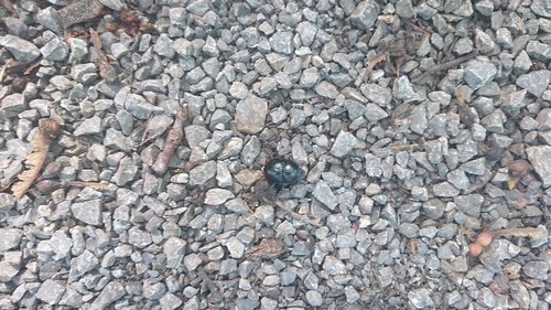 Woodland Dor Beetle