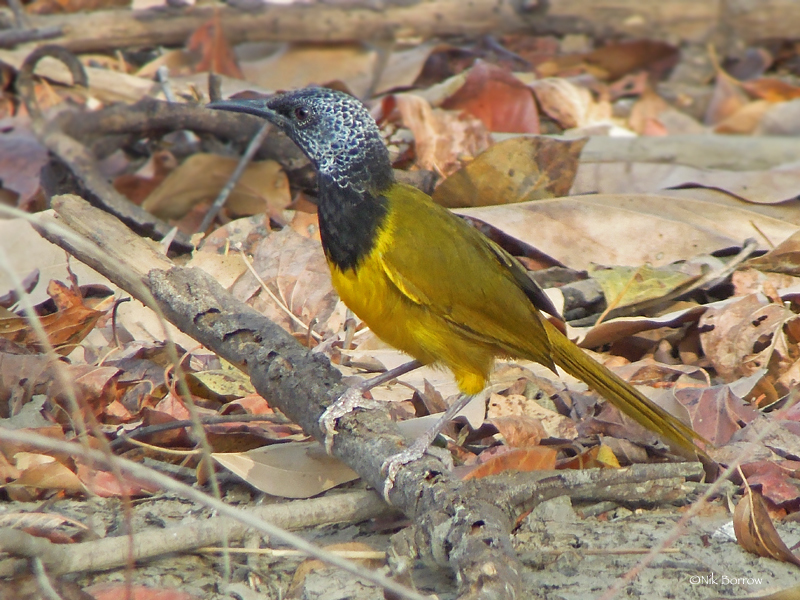 Oriole Warbler (Hypergerus atriceps) photo