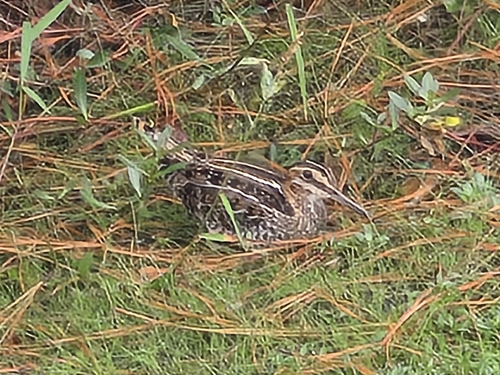Wilson's Snipe