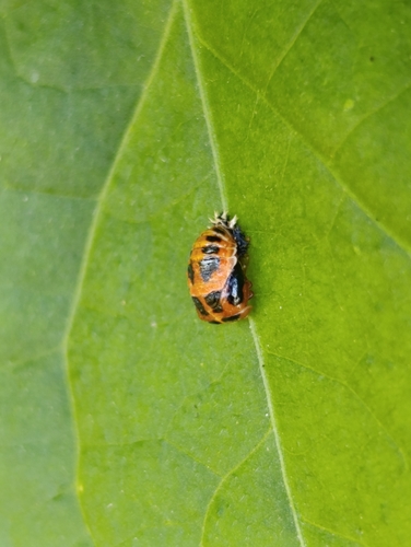 Asian Lady Beetle